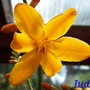 crocosmia 'Judith'