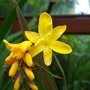 Crocosmia 'Nigricans'
