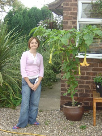 My eldest daughter and the Brugmansia (Brugmansia yellow)