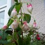 Picture_037