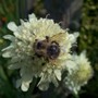 Honey Bee on Scabiosa