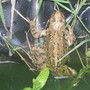 Frog.........