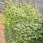 Virginia Creeper [Parthenocissus tricuspidata. ] 08.08 (Parthenocissus tricuspidata (Vistabile))