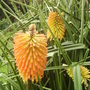 Red Hot Poker [Kniphofia Uvaria] flowering at last 08.08 (Kniphofia uvaria (Vistabile))
