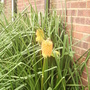 Red Hot Poker [Kniphofia Uvaria]  08.08 (Kniphofia uvaria (Vistabile))
