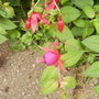 Hardy Fuchsia in flower 08.08 (Fuchsia (Vistabile))