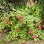 Hardy Fuchsia 'Tom Thumb' ? 08.08 (Fuchsia (Vistabile))