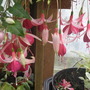 frosted flame (Fuchsia procumbens (Fuchsia))