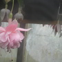 south gate (Fuchsia procumbens (Fuchsia))