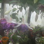 deep purple (Fuchsia procumbens (Fuchsia))