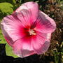 Hibiscus (Hibiscus moscheutos (Giant Mallow Marvels))