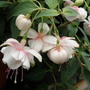 kit oxaby (Fuchsia procumbens (Fuchsia))