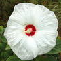 'Southern Belle' Hibiscus (Hibiscus moscheutos (Giant Mallow Marvels))