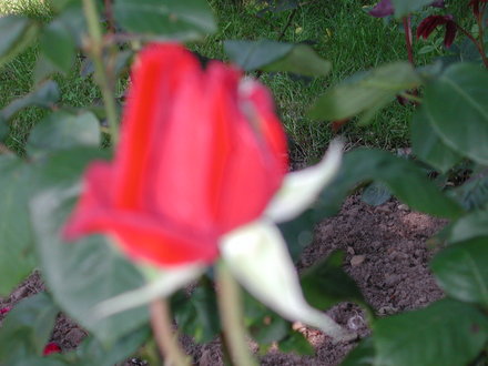 A garden flower photo