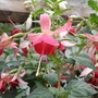 celia smedley (fuchsia)