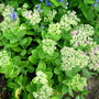 Sedum just beginning.. (Sedum spectabilis)