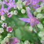 Closeup of Sedum flowers...check out the bashful aphid... (Sedum spectabilis)