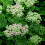 Sedum spectabilis (Sedum spectabilis)