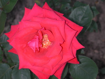 DSCN1337.jpg