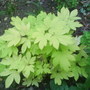Dsc00237_1_