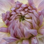newest bud on Dinnerplate Dahlia...today was my day for candid insect shots!