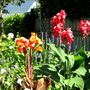 Flaming Cannas!