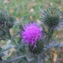 Thistle