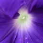 Purple_morning_glory_close_up_82808