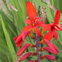 Crocosmia "Lucifer"