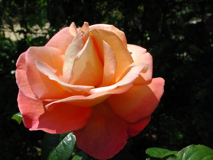 DSCN1344.jpg