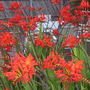 Crocosmia "Lucifer"