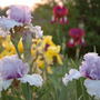 Irises in Bloom (Iris)