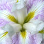 ensata Freckled Geisha Closer (Iris ensata (Russian Iris) "Freckled Geisha")