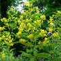 Fringed Loosestrife (Lysimachia ciliata (Loosestrife))