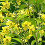 Fringed Loosestrife Closer (Lysimachia ciliata (Loosestrife))