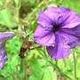 Hummingbird Clearwing (Moth) 