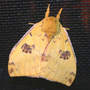 IO Moth, Forewing Only