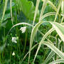 Lotus Area (Arundo donax "versicolor")