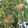 First Two Peaches !