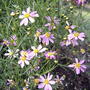 Coreopsis rosea 'American Dream'.  (Coreopsis rosea 'American Dream')