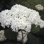 Annabelle Hydrangea (Hydrangea arborescens "Annabelle")