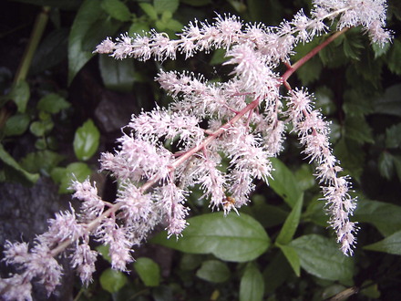 Astilbe  (Astilbe chinensis (Astilbe))