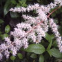 Astilbe  (Astilbe chinensis (Astilbe))