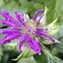 Monarda (Monarda 'Marshall's Delight')