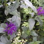 Monarda (Monarda 'Marshall's Delight')