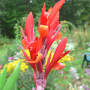 Red Canna