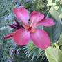 Canna lily 'Tropical Red' (Canna lily 'Tropical Red')