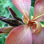Canna lily 'Tropical Red' (Canna lily 'Tropical Red')