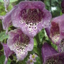 Pink foxglove (Digitalis purpurea 'Camelot Rose')