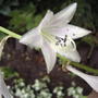 Hosta flowers (Hosta)